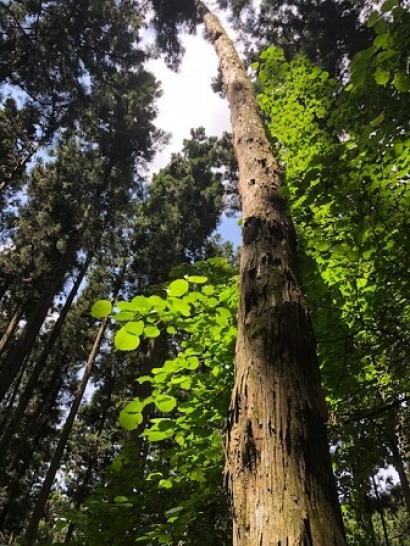 山へ行く